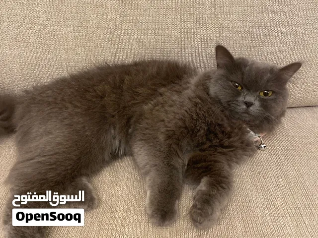 قطه برطانيه انثى العمر سنه