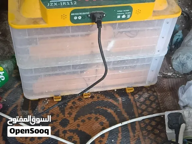 فقاسة بيض الدجاج