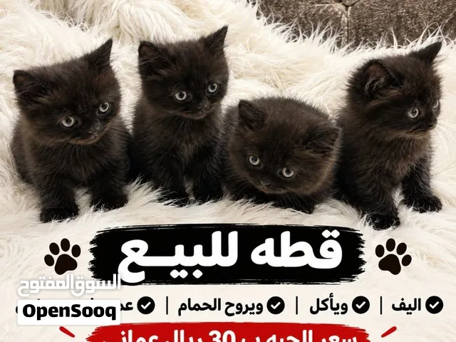 للبيع قطوة نوع شيرازي