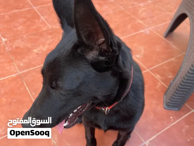 مالينوا بلاك ربي يبارك للبيع