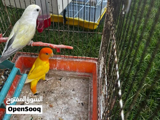 كوبيه برقديلو ربي ايبارك امصوقرا