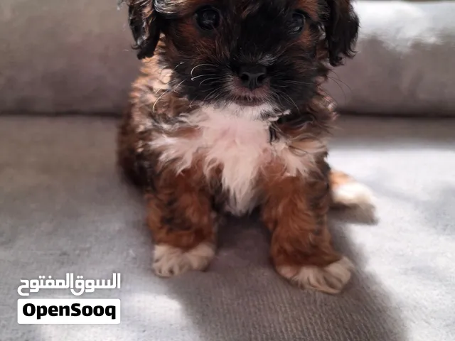 CHARMING & LOVING MALTIPOO PUPPIES