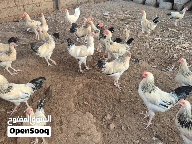 دياكه فرنسيه بيور صفقه شاهد الوصف