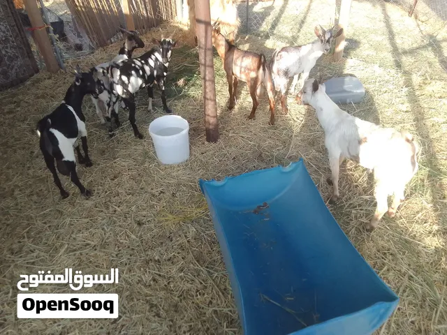 يتوفر لديه ذبايح ضفاريات مطعومات طعام دار سمان فول مره
