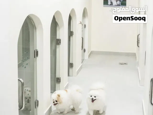 فندق خاص للكلاب والقطط .pets hotel..الوحيد المرخص في الاردن..بت زون