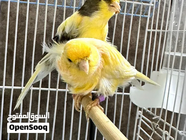 كناري اوربي مفتل ذكر وانثى جاهزات على وشك المبيض العنوان بغداد الكسره