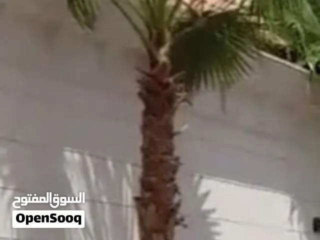 أشجار نخيل الواشنطونيا للبيع