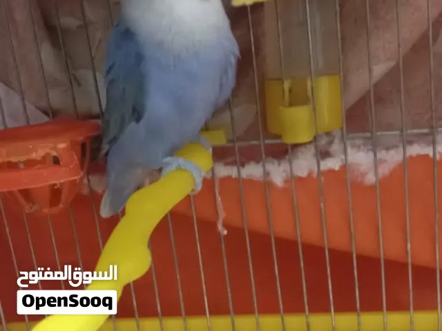 جوز روز طفرة