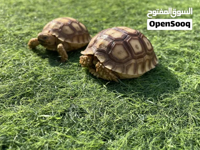 cute baby exotic sulcata tortoises