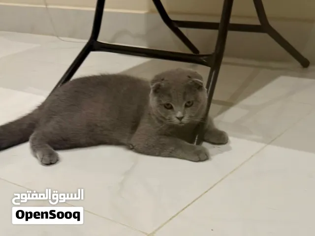 نوع القط : - 1 كيتين سكوتيش فولد ذكر