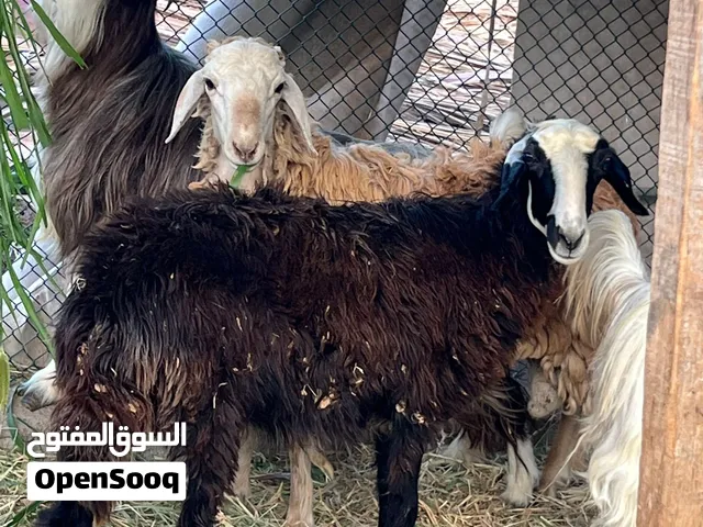 للبيع كبشان