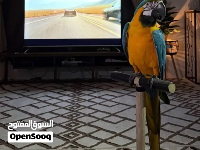 للبيع ببغاء مكاو بلو اند جولد