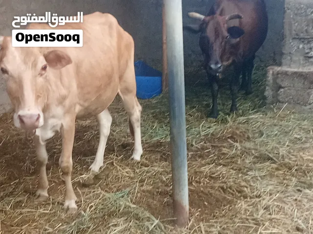 للبيع ابقار عمانيات