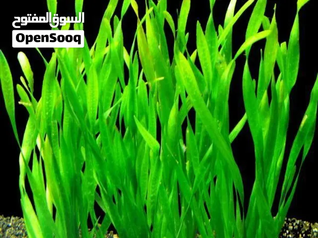 نبات فالنسياريا