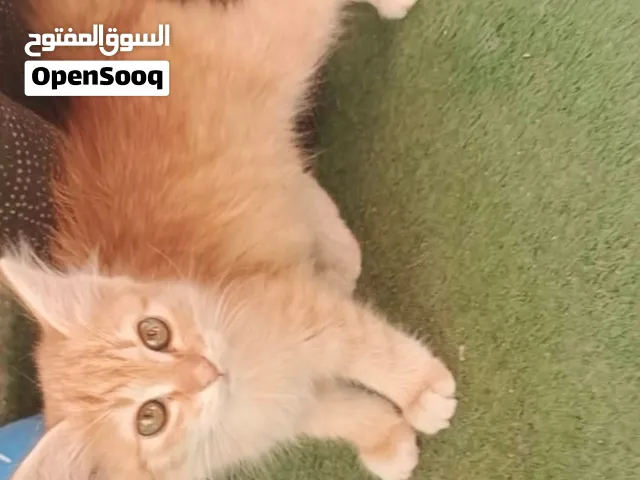 كتن للبيع بسبب عدم التفرغ انثى الاثنتين  ب20د  بوكلو دراي فود   بخافو من البسس  لطيفين ونظاف