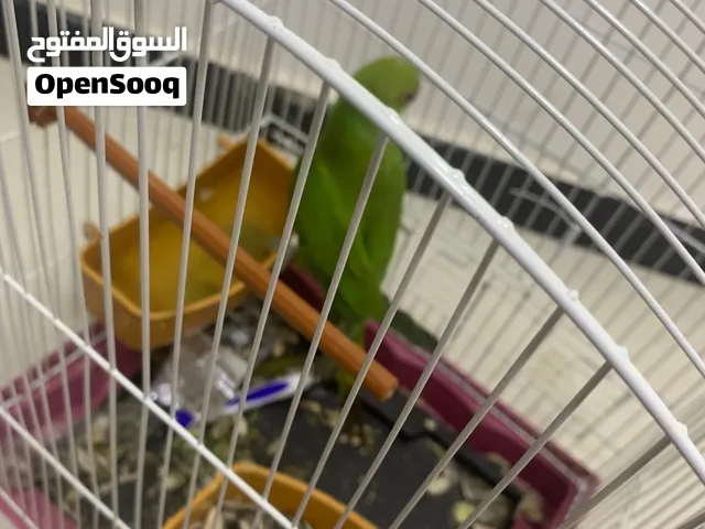 بغباء دره للبيع