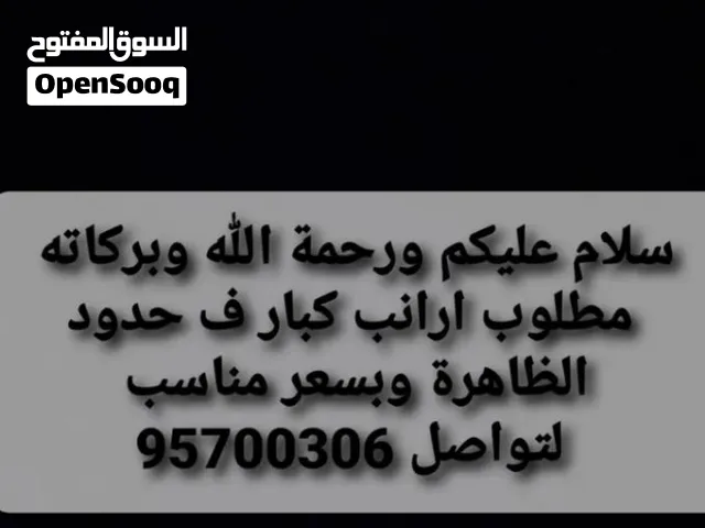 مطلوب ارانب
