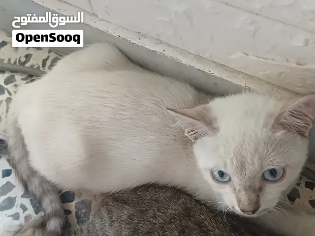 ذكر سيامي عمره 6 اشهر