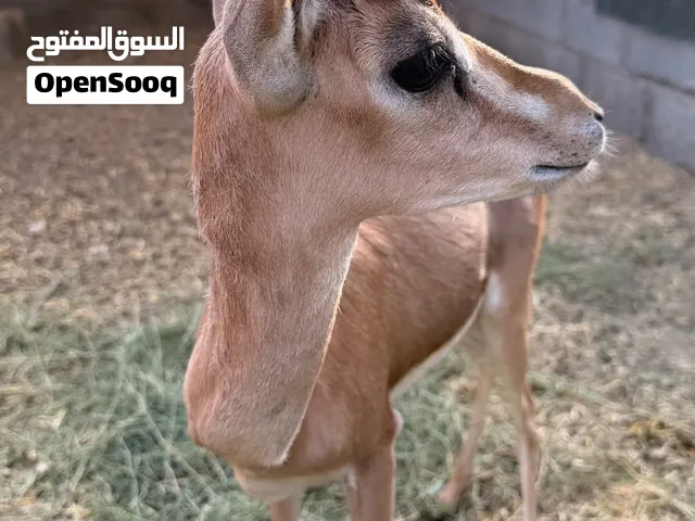 غزال ذكر اليف