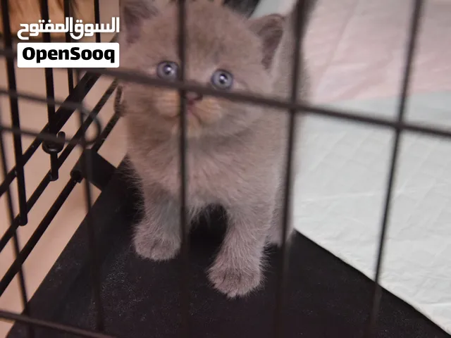 Newborn British Shorthair Kittens available for sale