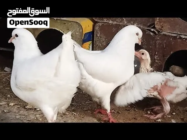 مطلوب حمام كنج أمريكي لون ابيض يكونن منتجات بسعر مقبول شراء