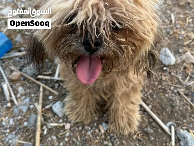 للبيع كلاب شيتزو — أم وولدها