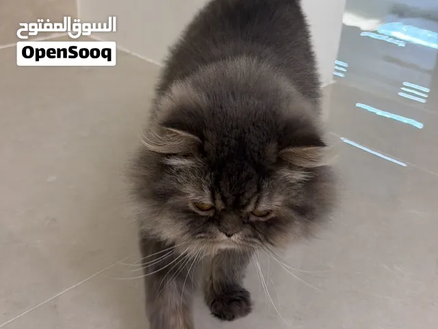 للتبني قط شيرازي