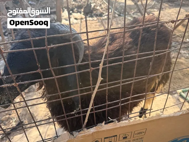 خروف يذب ب35كيلو