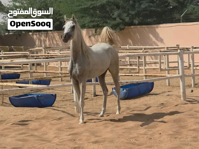 حصان عربي  خصي