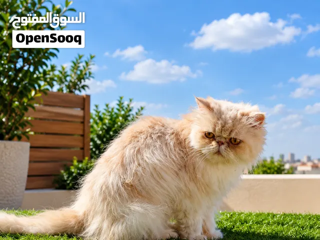 persian cat