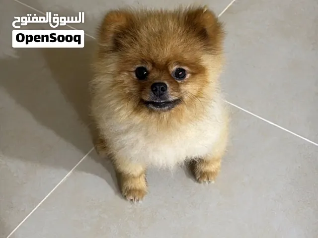 كلاب مالتيبو وبومرينيان  نوعيات نادره ومهتمين فيهم ومربينهم عدل 5000