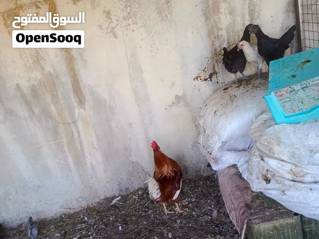 البيع 3دجاجات وديك بسعرر حرق