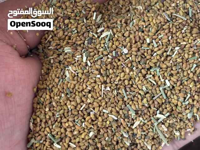بذر قت عماني نوع ممتاز