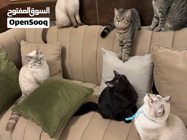 سكوتش وبريتش
