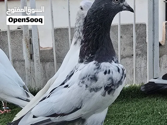 حمام باكستاني مختلف النسول