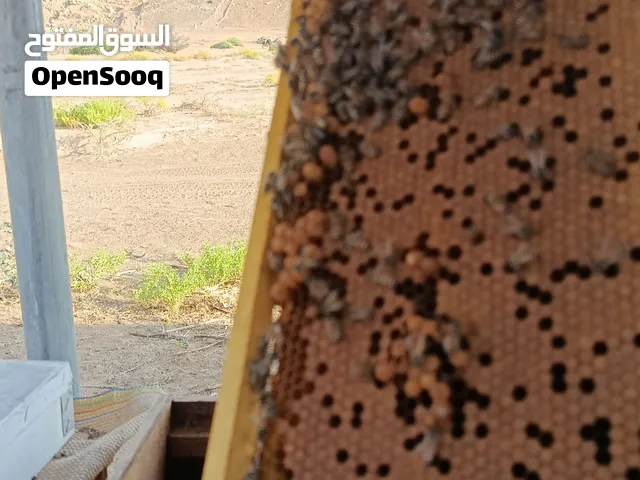 يتوفر خلاياء نحل جاهزه ل موسم السدر . وبهن زوائد