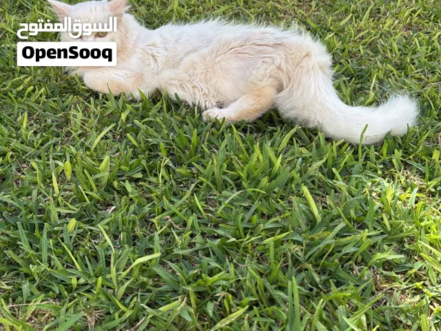 قط شيرازي ام للبيع