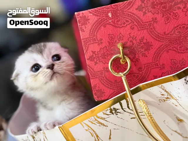 قطط صغيره سكوتش فولد بيور