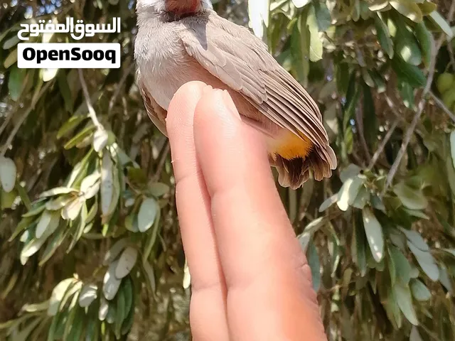 بلبل للبيع بسعر 25الف