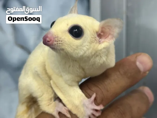 Sugar glider