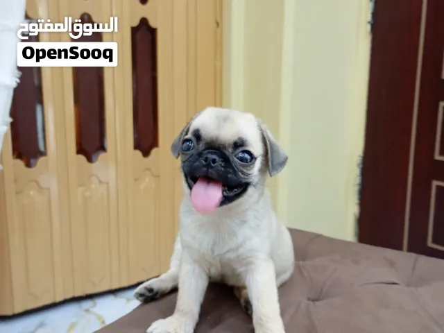 نهايه بج عمر 45 يوم اصغر نتايه