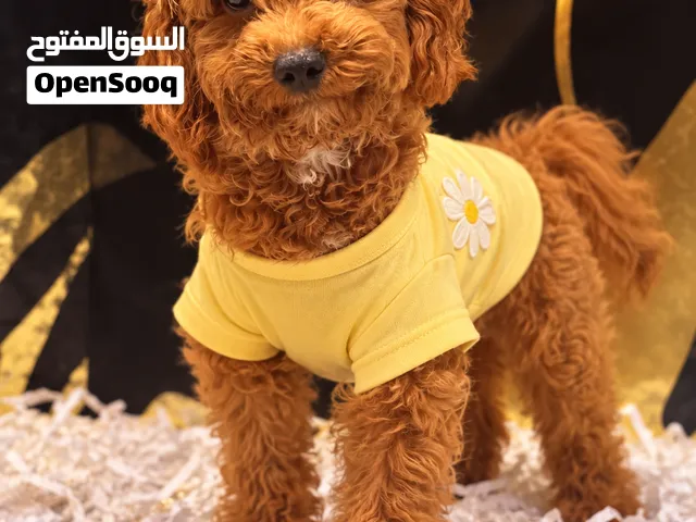 Adorable Cavapoo girl puppy , super quality 4 months old