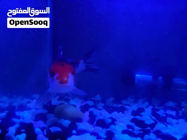 سمكتين كوي مهتم فيهم وحدة صغيرة ووحدة كبيرة مع الاكل فل ما نقص منه واجد 90٪