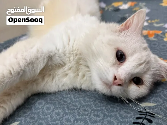 قطة انثى للتبني