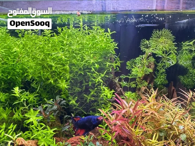 حواض كريستال اصليه مزروعه للبيع فقط
