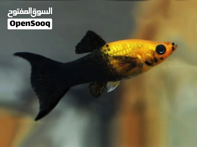مولي هلال ذهبي