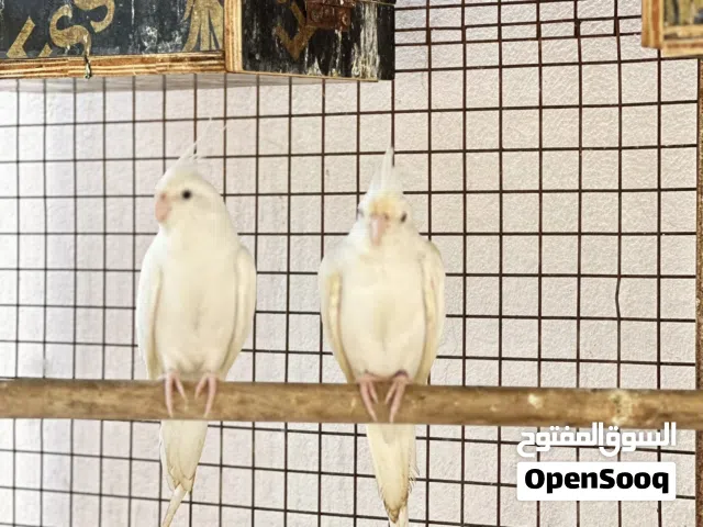 لبينوا كوكتيل زوج منتج بحالة ممتازه