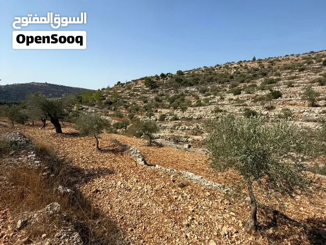 قطعة ارض للبيع بسعر مغري جدا