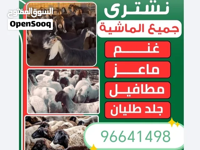نشتري غنم وماعز