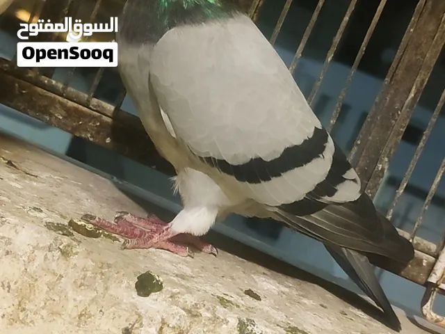 فحل حمام زاجل مجرب ومنتج للبيع